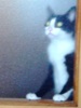 Uporabniški avatar