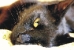 Uporabniški avatar