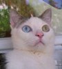 Uporabniški avatar