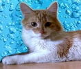 Uporabniški avatar