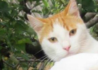 Uporabniški avatar