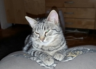 Uporabniški avatar