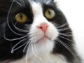 Uporabniški avatar